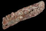 Devonian Petrified Wood (Callixylon) Section - Oldest True Wood #102043-1